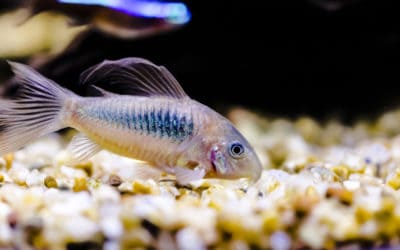 How to prevent stress in fishes?