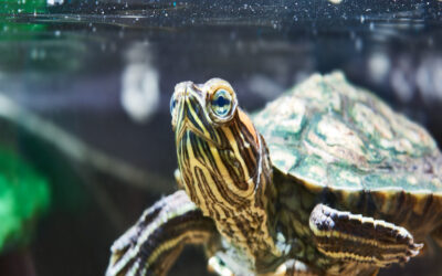 How to take care for pet turtles: A Beginner’s Guide