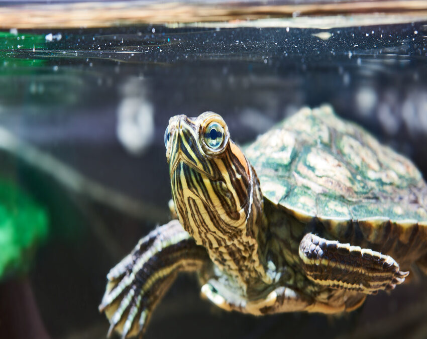 How to take care for pet turtles: A Beginner’s Guide