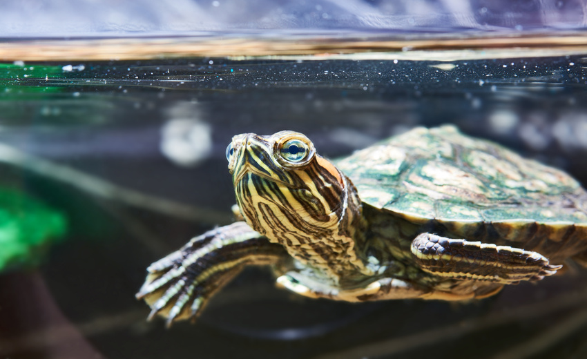Come allevare le tartarughe d’acqua: guida per principianti