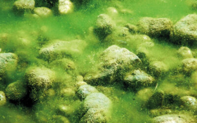 Cyanobacteria in Aquariums: Causes, Effects, and Prevention